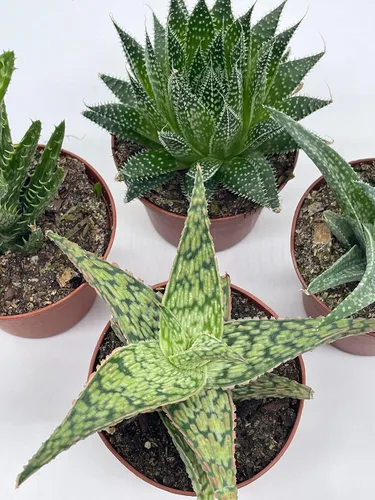 Vista 7 de BubbleBlooms Surtido variado de aloe, macetas de 3 pulgadas, 4 suculentas de aloe diferentes