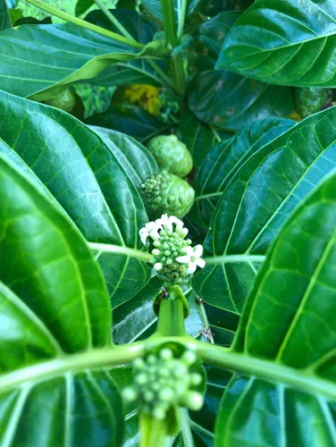 Vista 4 de Wailua River Noni Juice - Jugo de noni hawaiano 100% orgánico auténtico - Certificado orgánico USDA - Cultivado en la isla de Kauai - 2 cuartos