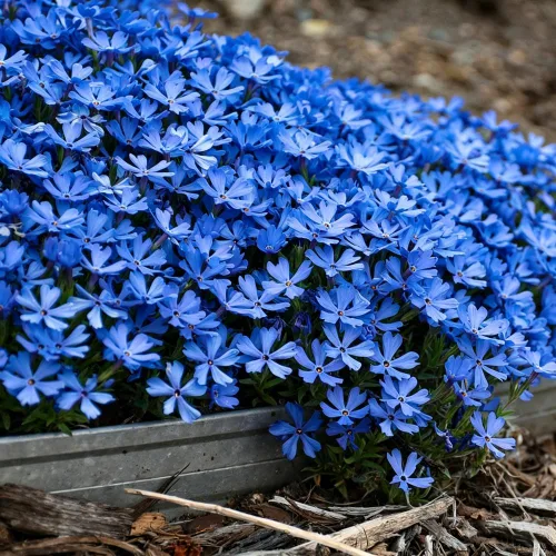 Vista 2 de Más de 10000 semillas de flores de verbena mixtas para plantar, semillas de verbena orgánicas, semillas de musgo de verbena que atraen la floración