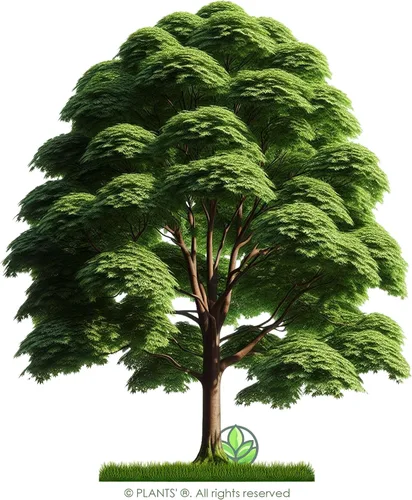 Vista 3 de Southern Red Maple Tree Premium Seeds Acer rubrum 'Summer' Plants'® (Premium Seeds, 10)