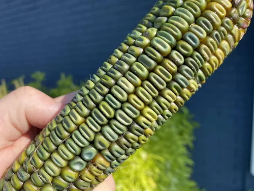 Vista 5 de TomorrowSeeds - Oaxacan Green Dent Ornamental Corn Seeds - 1/2 Pound ~ 1000+ Count - for 2026 Planting Green Blue Gold Crafting Maize Native