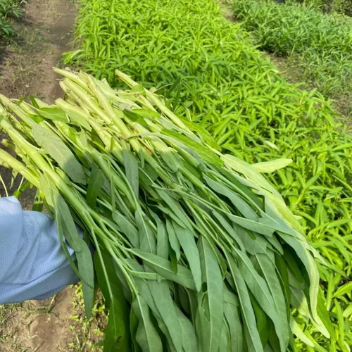 Vista 5 de Más de 1200 semillas de vegetales Kong Xin CAI de agua, espinacas Kangkong, deliciosas semillas de vegetales para plantación de hojas verdes