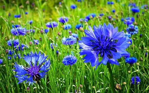 Vista 6 de 300 semillas de aciano azul para plantar botones de licenciatura, flor de Boutonniere sin OMG