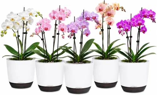 Vista 22 de QCQHDU 2 Pack 5.7 Inch Orchid Pots with Holes for Repotting, Double-Layer and Self Watering Orchid Pot with Good Air Circulation Verde