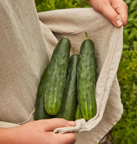 Vista 5 de Burpee "Marketmore 76" - Semillas de pepino para rebanar, 125 semillas No-GMO, Heirloom