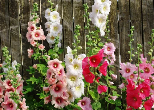 Vista 2 de Semillas Hollyhock Spring Double Mix Malva Flores perennes para plantar