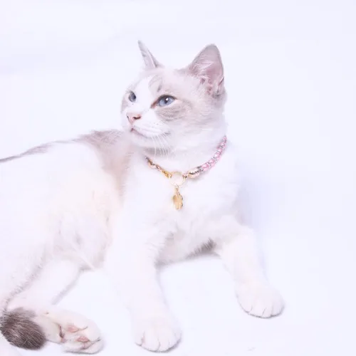 Vista 4 de Collares de perlas para mascotas, collares de diamantes, accesorios para collar de gato y perro, suministros para mascotas