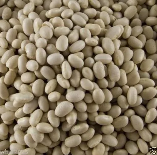 Vista 3 de Semillas de frijol marino, sin OMG, cultivadas orgánicamente, semillas de 1/4 libra, a granel