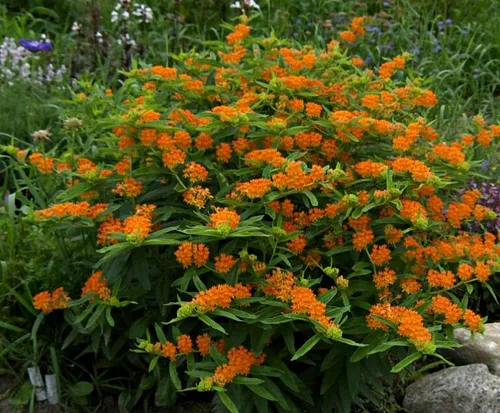 Vista 2 de Paquete de 25 Semillas Premium de Orange Milkweed (Asclepias tuberosa) Butterfly Lady's