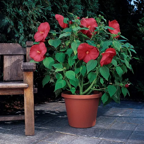 Vista 8 de Outsidepride Luna Red Hibiscus Seeds - 10 semillas de flores perennes para plantar aptas para polinizadores, flores grandes y elegantes con follaje