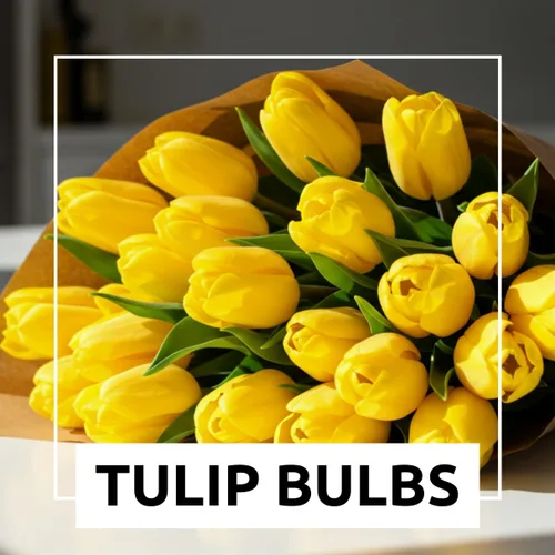 Vista 3 de Bulbo de tulipán amarillo para plantar, se envía desde Iowa, EE. UU., Impresionante amarillo puro, vibrante y brillante (5 bombillas)