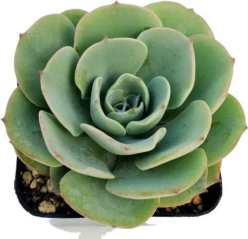 Vista 6 de Fat Plants San Diego Live Echeveria Planta Suculenta Híbrida, Lola