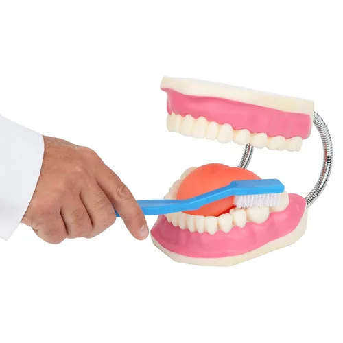 Vista 7 de Modelo de cepillado de dientes, 3 veces ampliado con cepillo gigante modelo de dientes de cuidado bucal, muelas del juicio, kit de dentista