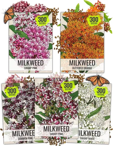 Vista 12 de Colección de semillas de algodoncillo (6 paquetes individuales de semillas) semillas polinizadas abiertas Seed Needs