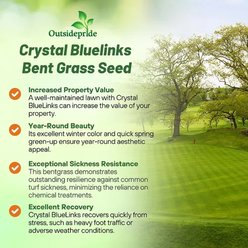 Vista 3 de Outsidepride Crystal Bluelinks - Semilla de césped doblada rastrera – 1 libra de césped denso para verdes de golf y superficies de putting, textura