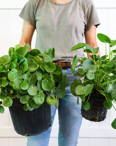 Vista 3 de Hermosa planta de dinero chino vivo, en maceta de 4 o 6 pulgadas, planta de panqueques, pilea, planta de la amistad, (maceta de 4 pulgadas)