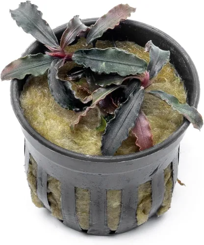 Vista 11 de SubstrateSource Bucephalandra Brownie Phantom - Planta de acuario viva – Decoración natural de pecera de agua dulce, decoración acuática