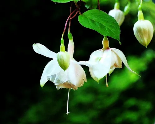Vista 6 de Semillas mixtas de flores fucsias perennes caseras bonsái 100 piezas semillas