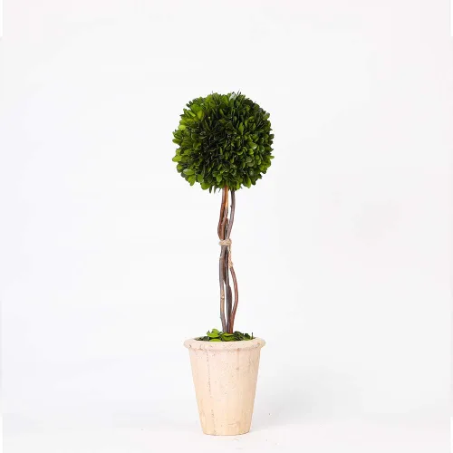 Vista 6 de Esfera decorativa de boj preservada, hojas de boj reales, plantas verdes, decoración del hogar para Navidad, Día de Acción de Gracias, regalos que