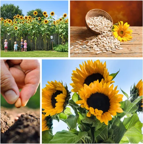 Vista 4 de Semillas de girasol gigantes amarillas – 20 semillas fáciles de cultivar – Flores masivas de 2 pies de ancho – Girasoles de patio trasero imponentes