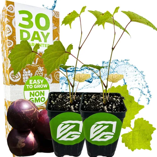 Vista 9 de Alachua Muscadine Grape Vine (paquete de 1) Planta viva por Wellspring