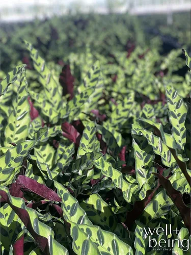 Vista 4 de Nature's Way Farms Calathea Serpiente de cascabel, planta de interior viva, planta de oración de hoja larga, planta tropical, segura para mascotas