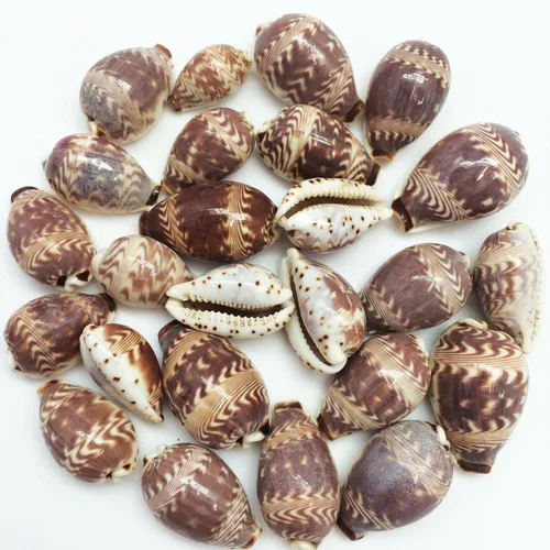 Vista 8 de PEPPERLONELY Purple Ring Cowrie Sea Shells, 8 OZ Aprox. 250+PC Shells, 1/2 pulgada