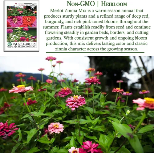 Vista 3 de Zinnia Merlot Mix - Semillas de flores para plantar, más de 200 semillas de flores por paquete, meteorito, príncipe morado y escarlata llama