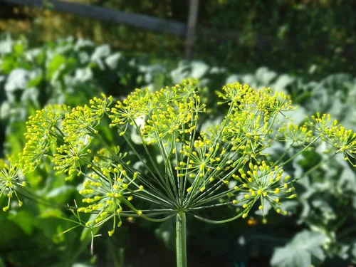 Vista 2 de Bouquet Dill Seeds 25 unidades, marca "COOL BEANS N SPROUTS". Jardinería del hogar.