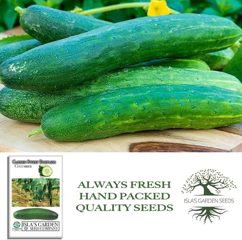 Vista 4 de Garden Sweet - Semillas de pepino sin eructos para plantar (Cucumis sativus) – Más de 50 semillas sin OMG y reliquias de Isla's Garden Seeds