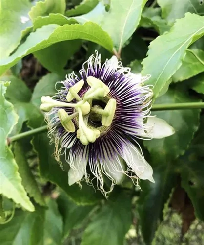 Vista 2 de Más de 20 semillas de maracuyá moradas (fruta comestible) Semillas de passiflora incarnata