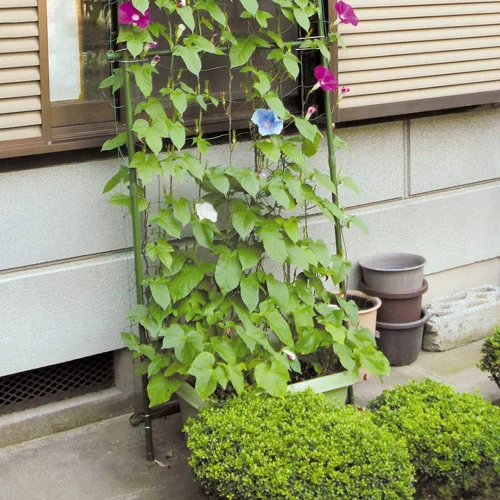 Vista 2 de Asdomo Red de enrejado para plantas de vid, red de soporte para plantas trepadoras, frutas, vid, verduras, flores y vegetales, red de jardín