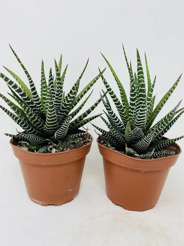 Vista 2 de Haworthia Zebra Suculent- Difícil de matar - Paquete de 2 - Maceta de 4 pulgadas