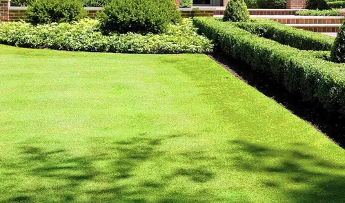 Vista 2 de Semillas rastreras BentGrass, 5 libras