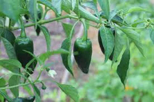 Vista 2 de Semillas de pimiento Poblano – 100 unidades de semillas – calor suave, sabor rico – perfectas para chiles rellenos. Pimientos Pablano producirán