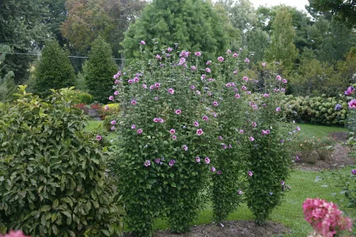 Vista 3 de Purple Pillar® Hibiscus - Maceta de 4" - Rose of Sharon - Ganadores probados