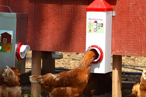 Vista 6 de RentACoop Alimentador de pollo de un solo puerto sin BPA de tiro alto de 10 libras, incluye tapa anti-gallina, capucha de lluvia y accesorios