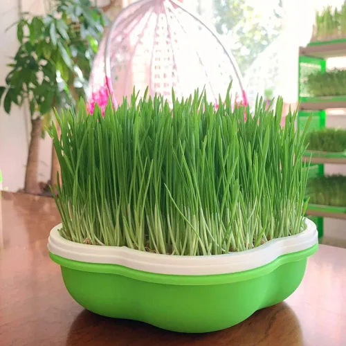 Vista 3 de Bandeja para germinar semillas con tapa, forma libre de suciedad y capacidad portátil, sin BPA, verde (1 unidad)
