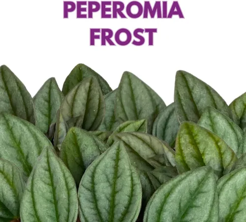 Vista 2 de BubbleBlooms Green Ripple Peperomia Frost in a 2 inch Pot Emerald Ripple Pepper, caperata, albovittata