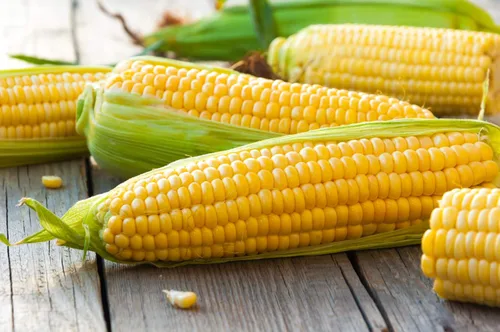 Vista 4 de Semillas Azúcar Maíz Dulce Gigante Heirloom Vegetal No GMO para Plantar