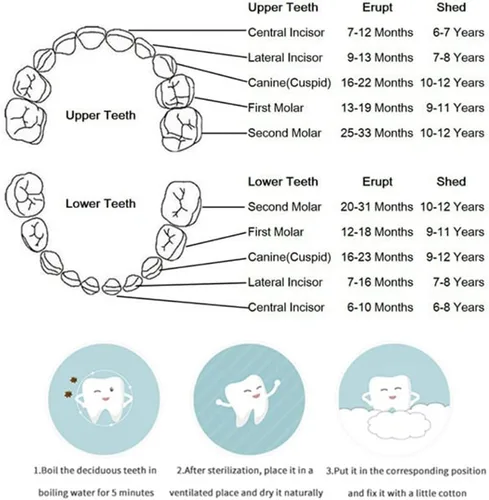 Vista 8 de Caja de dientes de hada de bebé, caja de dientes para dientes de leche, caja de dientes de leche, cajas de dientes de madera, caja de almacenamiento