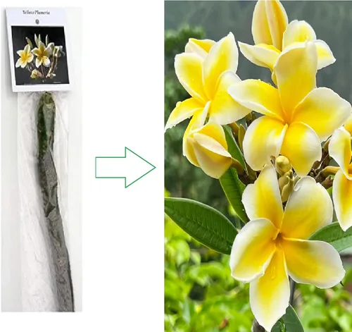 Vista 6 de Corte de plumeria hawaiana amarilla de 10 pulgadas