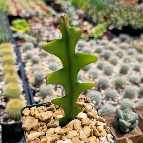 Vista 9 de Planet Desert Epiphyllum anguliger Fishbone Cactus