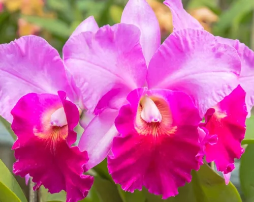Vista 4 de Risalana Hawaiian Cattleya Orchid Plant 2" Pot ~ Grow Hawaii