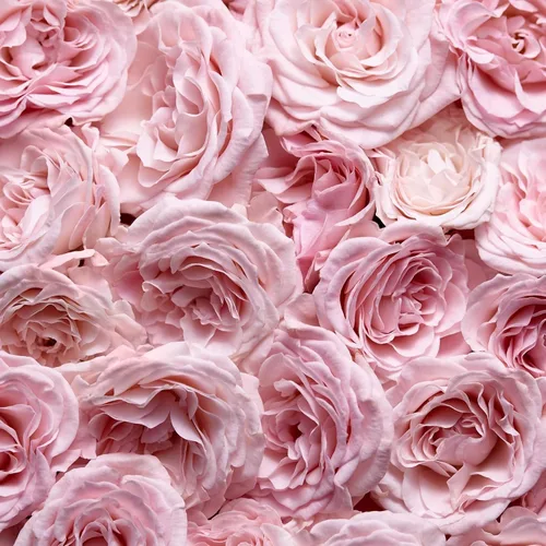 Vista 6 de Escada Especialmente Eau De Parfum - Perfume floral para mujer - Con notas de pétalos de rosa y pera - Perfumes de lujo para mujer - Fragancia