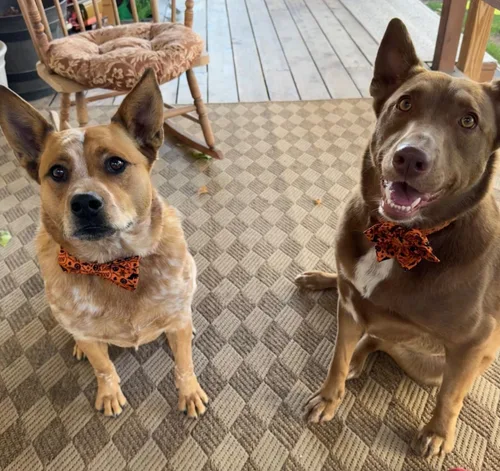 Vista 4 de Lionet Paws Collar de perro de Halloween con corbatín, bonito collar de algodón ajustable con hebilla de metal para perros pequeños, medianos y A