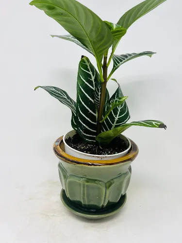 Vista 2 de Planta cebra blanca como la nieve - Aphelandra con maceta / platillo de cerámica JM BAMBOO