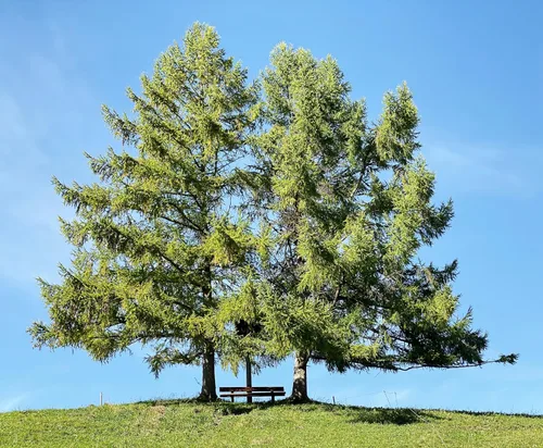 Vista 2 de 25 semillas europeas de alerce pino perenne Larix Decidua