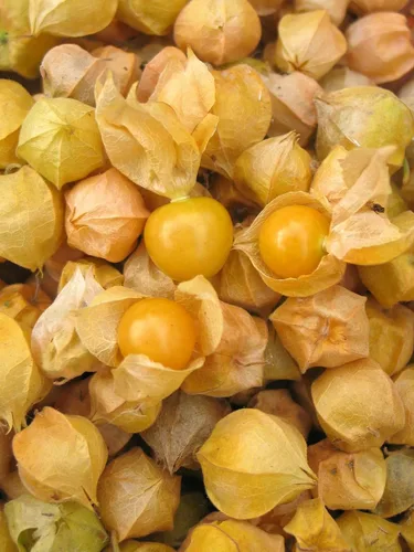 Vista 3 de Gaea's Blessing Semillas – Semillas de tomatillo – Semillas de reliquia sin OMG con instrucciones de siembra fáciles de seguir – Polinizadas La tía