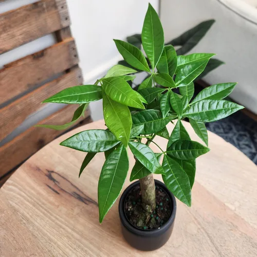 Vista 8 de Planta de Árbol de Dinero Viva, Árbol de Dinero Pachira Aquatica, Árbol de Dinero Feng Shui Pachira Aquatica, Planta Pachira Bonsai en Maceta